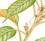 �A�J�K�V�̐�����