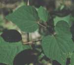 アカメガシワの説明へ