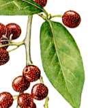 �A�L�O�~�̐�����