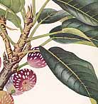 �A�R�E�̐�����