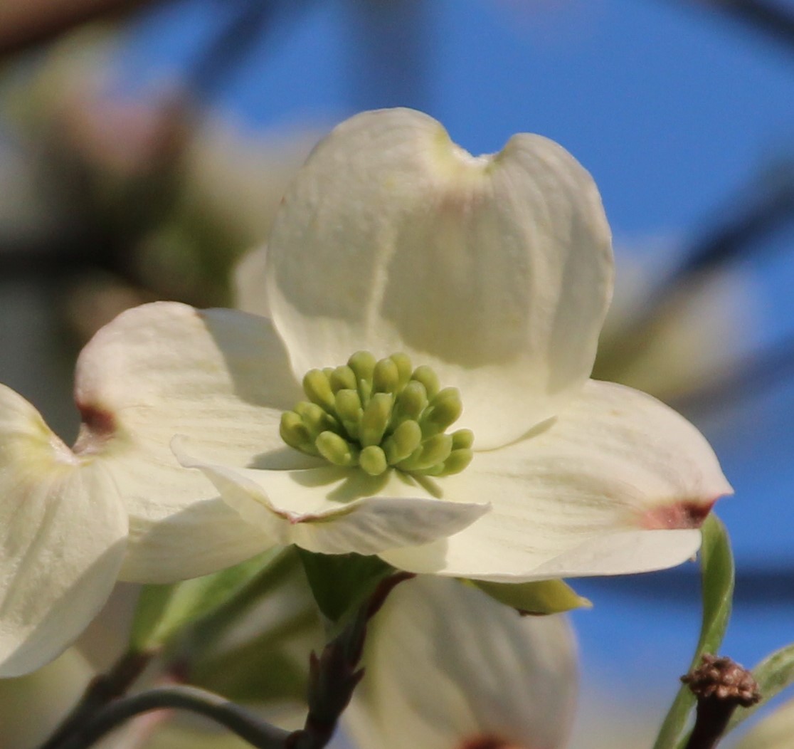 �A�����J���}�{�E�V�̐�����