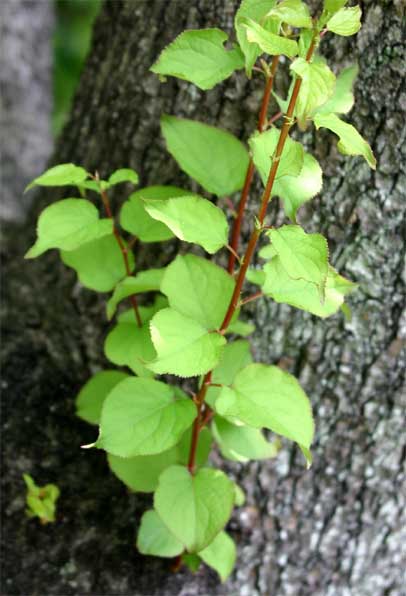 �A���Y�̐�����