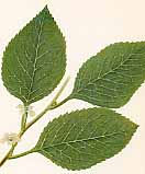 �A�I�n�_�̐�����