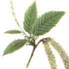 �A�T�_�̐�����