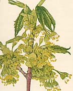 �A�T�m�n�J�G�f�̐�����