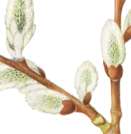 �o�b�R���i�M�̐�����