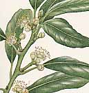 �o���o���m�L�̐�����