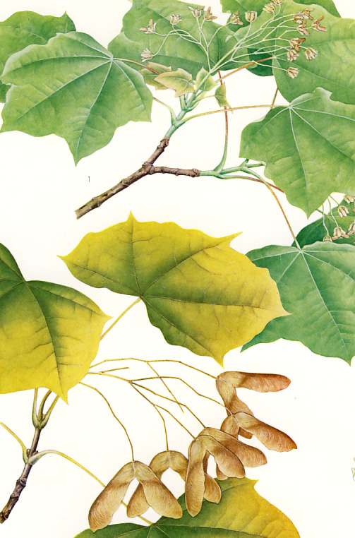 �A�J�C�^��