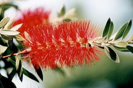 �u���V�m�L