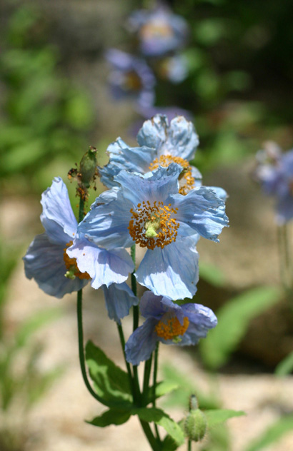 ���R�m�v�V�X