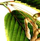 �`�h���m�L�̐�����