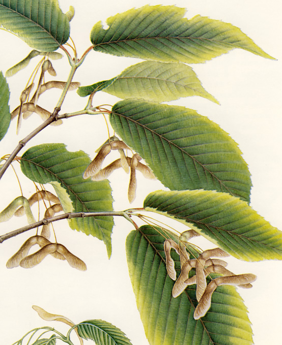 �`�h���m�L