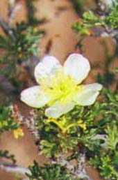 �N���t���[�Y