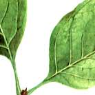 ハシドイの説明へ