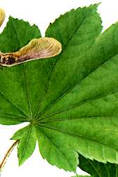 ハウチワカエデの説明へ