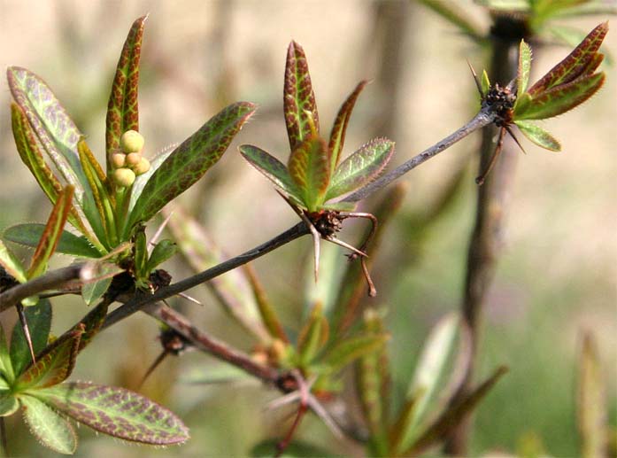 �w�r�m�{���Y�̐�����