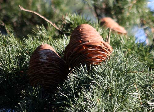 to explanation of Himarayasugi