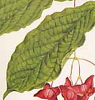 �q���n�c���o�i�̐�����