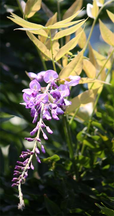 �t�W�̐�����