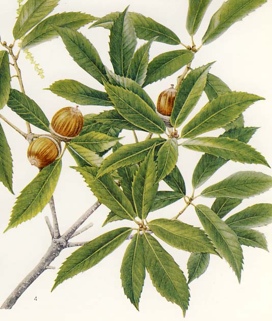 �C�`�C�K�V