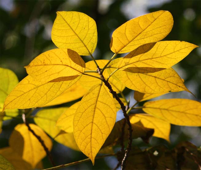 �C�k�r���̐�����