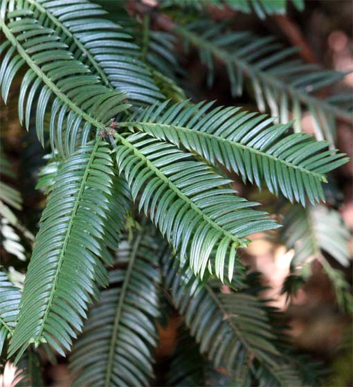 to explanation of Inugaya