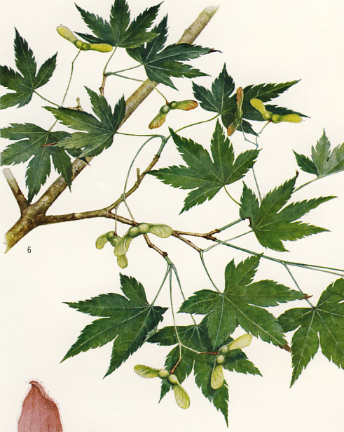 �C���n���~�W