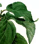 �L�u�V�̐�����