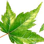 コミネカエデの説明へ