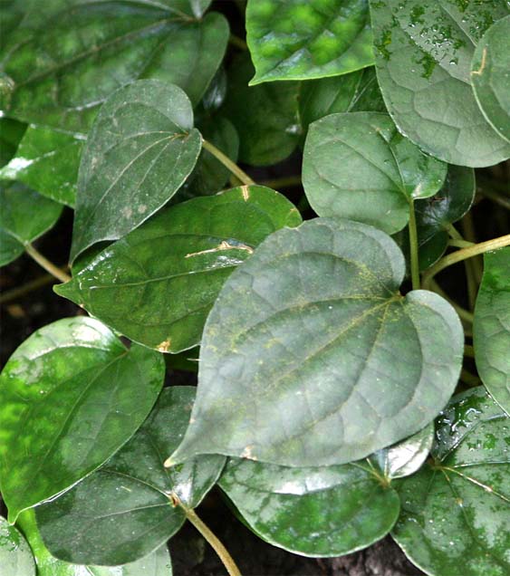 �R�V���E�̐�����