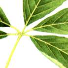 コシアブラの説明へ