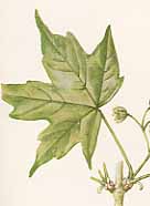 �N���r�C�^���̐�����