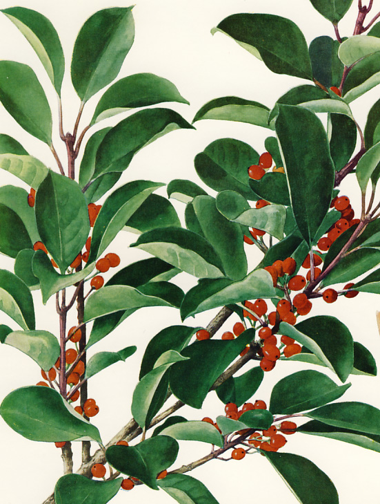 �N���K�l���`