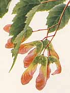 �J���R�M�J�G�f�̐�����