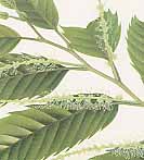 �N���̐�����