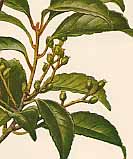 �N���o�C�̐�����