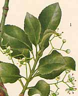 �}�T�L�̐�����