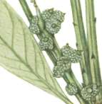 �}�e�o�V�C�̐�����