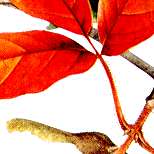 メグスリノキの説明へ