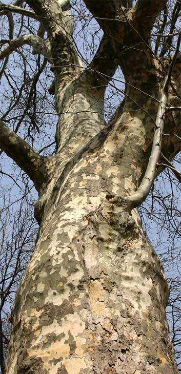 ���~�W�o�X�Y�J�P�̐�����