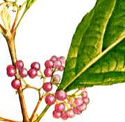 ムラサキシキブの説明へ