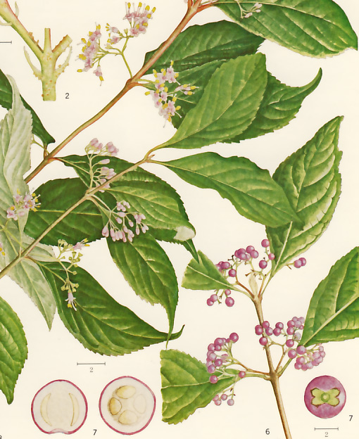 �����T�L�V�L�u