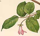 �~���}�E�O�C�X�J�O���̐�����