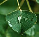 �i���L���n�[�̐�����