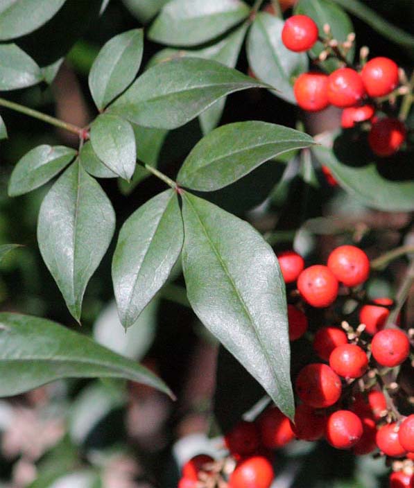 �i���e���̐�����