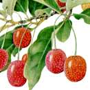 �i�c�O�~�̐�����