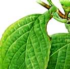 ナツツバキの説明へ