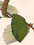 �l�R�V�f�̐�����