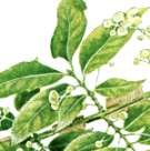 ニシキギの説明へ