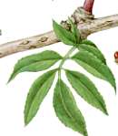 �j���g�R�̐�����